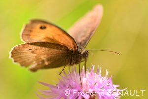 Fadet commun ou Procris (Coenonympha pamphilus)
