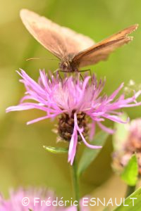 Fadet commun ou Procris (Coenonympha pamphilus)