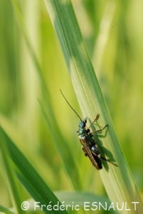 Œdémère noble (Oedemera nobilis)