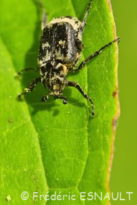 Cétoine punaise (Valgus hemipterus)