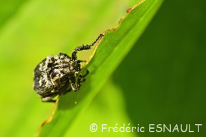 Cétoine punaise (Valgus hemipterus)