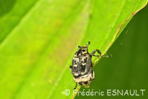 Cétoine punaise (Valgus hemipterus)