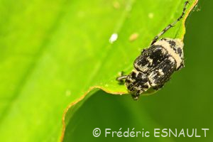 Cétoine punaise (Valgus hemipterus)