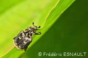 Cétoine punaise (Valgus hemipterus)