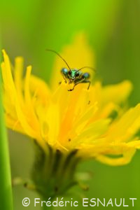 L'Œdémère noble ou Cycliste maillot-vert (Oedemera nobilis)