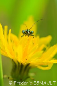L'Œdémère noble ou Cycliste maillot-vert (Oedemera nobilis)