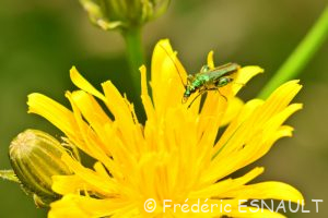 L'Œdémère noble ou Cycliste maillot-vert (Oedemera nobilis)