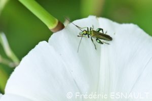 L'Œdémère noble (Oedemera nobilis)