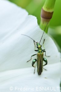L'Œdémère noble (Oedemera nobilis)