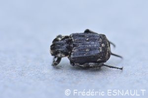 Cétoine punaise (Valgus hemipterus)