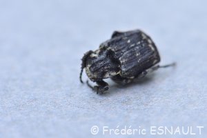 Cétoine punaise (Valgus hemipterus)