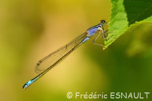 Ischnure élégante (Ischnura elegans)
