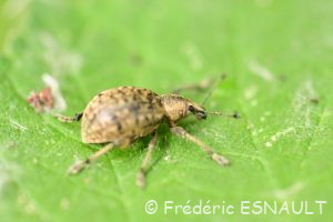 Charançon du lierre (Liophloeus tessulatus)