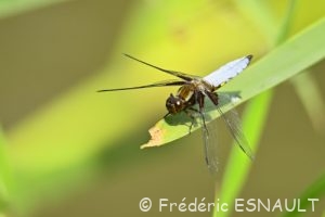 Libellule déprimée (Libellula depressa)