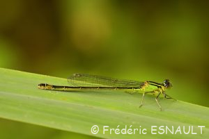 Ischnure élégante (Ischnura elegans)