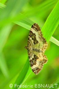 L'Alternée (Epirrhoe alternata)