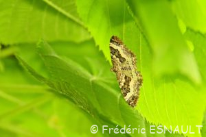 L'Alternée (Epirrhoe alternata)