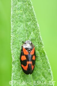 Cercope sanguin (Cercopis vulnerata)