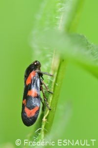 Cercope sanguin (Cercopis vulnerata)