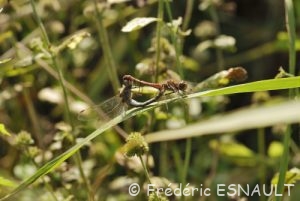Sympétrum strié (Sympetrum striolatum)