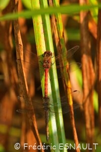 Sympétrum strié (Sympetrum striolatum)