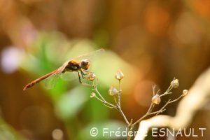 Le Sympétrum strié (Sympetrum striolatum)