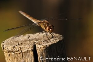Sympétrum strié (Sympetrum striolatum)