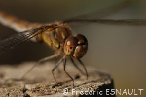 Sympétrum strié (Sympetrum striolatum)
