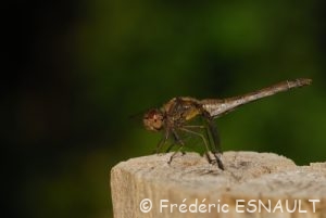 Sympétrum strié (Sympetrum striolatum)