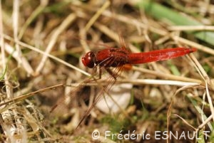 Crocothémis écarlate (Crocothemis erythraea)