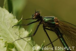 Caloptéryx éclatant femelle (Calopterys splendens)