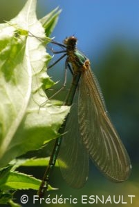 Caloptéryx éclatant femelle (Calopterys splendens)