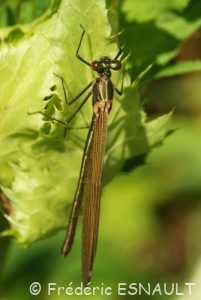 Caloptéryx éclatant femelle (Calopterys splendens)