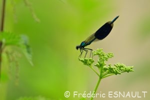 Le Caloptéryx éclatant (Calopteryx splendens)