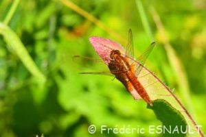 Le Crocothémis écarlate (Crocothemis erythraea)