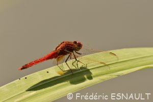 Crocothémis écarlate (Crocothemis erythraea)