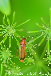 Téléphore fauve (Rhagonycha fulva)
