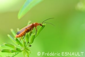 Téléphore fauve (Rhagonycha fulva)
