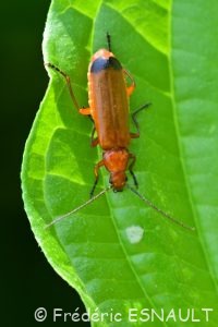 Téléphore fauve (Rhagonycha fulva)