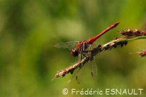 Sympétrum sanguin (Sympetrum sanguineum)