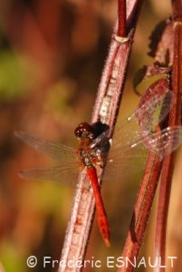 Sympétrum sanguin (Sympetrum sanguineum)