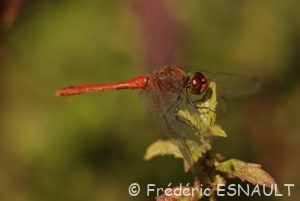 Sympétrum sanguin (Sympetrum sanguineum)