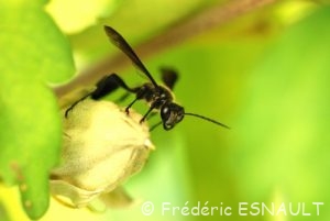 Isodonte mexicaine (Isodontia mexicana)