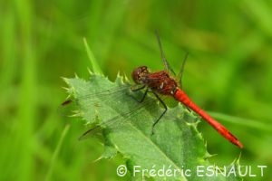 Sympétrum sanguin (Sympetrum sanguineum)
