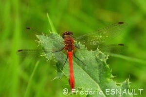 Sympétrum sanguin (Sympetrum sanguineum)
