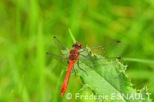 Sympétrum sanguin (Sympetrum sanguineum)