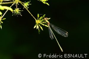 Leste vert (Lestes viridis)