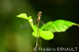 Leste vert (Lestes viridis)