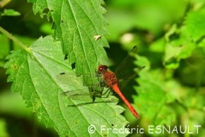 Sympétrum sanguin (Sympetrum sanguineum)