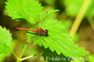 Sympétrum sanguin (Sympetrum sanguineum)
